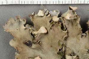  ( - O-L-229308)  @11 [ ] by-nc (2022) Einar Timdal University of Oslo, Natural History Museum