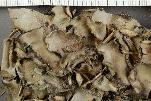  (Peltigera neopolydactyla - O-L-229310)  @11 [ ] by-nc (2022) Einar Timdal University of Oslo, Natural History Museum