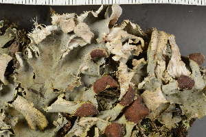  ( - O-L-229311)  @11 [ ] by-nc (2022) Einar Timdal University of Oslo, Natural History Museum