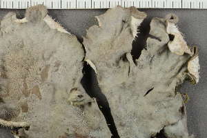  ( - O-L-229312)  @11 [ ] by-nc (2022) Einar Timdal University of Oslo, Natural History Museum
