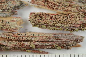  ( - O-L-229338)  @11 [ ] by-nc (2022) Einar Timdal University of Oslo, Natural History Museum