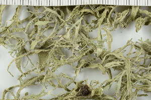  (Ramalina polymorpha - O-L-229349)  @11 [ ] by-nc (2022) Einar Timdal University of Oslo, Natural History Museum