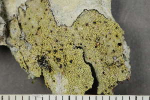  (Pyrrhospora quernea - O-L-229352)  @11 [ ] by-nc (2022) Einar Timdal University of Oslo, Natural History Museum