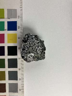  (Calvitimela perlata - O-L-229483)  @11 [ ] by-nc (2022) Erik J. Möller University of Oslo, Natural History Museum