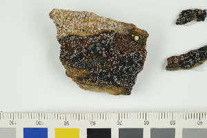  ( - O-L-229589)  @11 [ ] by-nc (2022) Erik J. Möller University of Oslo, Natural History Museum
