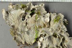  ( - O-L-229638)  @11 [ ] by-nc (2022) Einar Timdal University of Oslo, Natural History Museum
