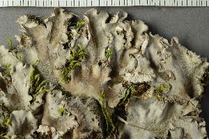  ( - O-L-229639)  @11 [ ] by-nc (2022) Einar Timdal University of Oslo, Natural History Museum