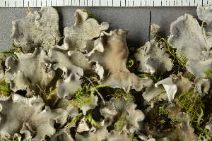  ( - O-L-229640)  @11 [ ] by-nc (2022) Einar Timdal University of Oslo, Natural History Museum