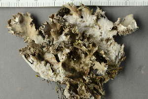  ( - O-L-229642)  @11 [ ] by-nc (2022) Einar Timdal University of Oslo, Natural History Museum