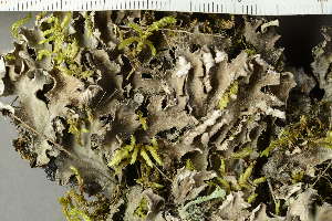  ( - O-L-229644)  @11 [ ] by-nc (2022) Einar Timdal University of Oslo, Natural History Museum