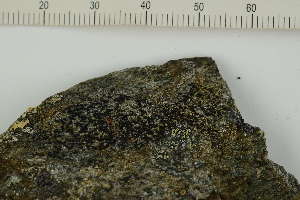  ( - O-L-229741)  @11 [ ] by-nc (2023) Raffaele Zane Natural History Museum, University of Oslo, Norway