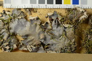  ( - O-L-229803)  @11 [ ] by-nc (2023) Raffaele Zane Natural History Museum, University of Oslo, Norway