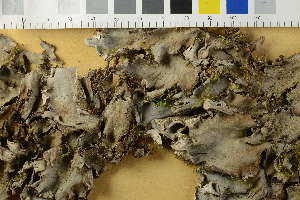  ( - O-L-229804)  @11 [ ] by-nc (2023) Raffaele Zane Natural History Museum, University of Oslo, Norway