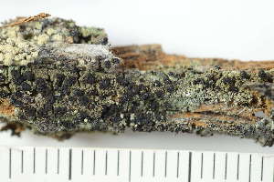  ( - O-L-229915)  @11 [ ] by-nc (2023) Einar Timdal University of Oslo, Natural History Museum