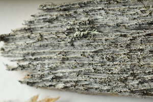  ( - O-L-229919)  @11 [ ] by-nc (2023) Einar Timdal University of Oslo, Natural History Museum