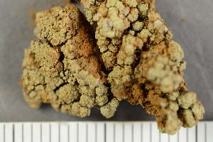  (Lecanora handelii - O-L-229922)  @11 [ ] by-nc (2024) Einar Timdal University of Oslo, Natural History Museum