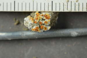  ( - O-L-229928)  @11 [ ] by-nc (2024) Einar Timdal University of Oslo, Natural History Museum