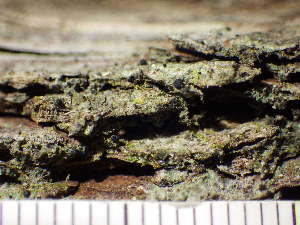  ( - O-L-230223)  @11 [ ] CreativeCommons - Attribution Non-Commercial (2019) Einar Timdal University of Oslo, Natural History Museum