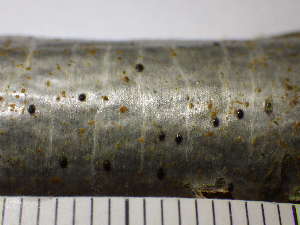  ( - O-L-230232)  @11 [ ] CreativeCommons - Attribution Non-Commercial (2019) Einar Timdal University of Oslo, Natural History Museum