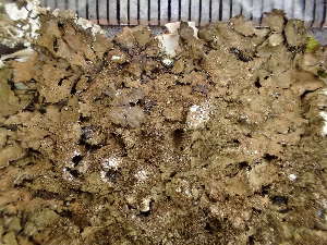  (Melanelixia glabratula - O-L-235504)  @11 [ ] by-nc (2022) Reidar Haugan University of Oslo, Natural History Museum