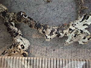  (Parmelia saxatilis - O-L-235511)  @11 [ ] by-nc (2022) Reidar Haugan University of Oslo, Natural History Museum