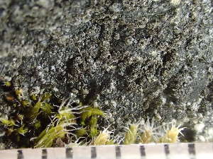  ( - O-L-235528)  @11 [ ] by-nc (2022) Reidar Haugan University of Oslo, Natural History Museum