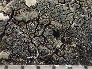  (Miriquidica plumbeoatra - O-L-235535)  @11 [ ] by-nc (2022) Reidar Haugan University of Oslo, Natural History Museum