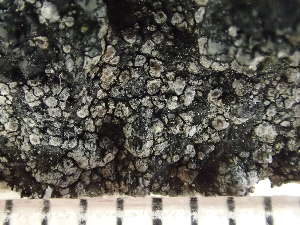  ( - O-L-235542)  @11 [ ] by-nc (2022) Reidar Haugan University of Oslo, Natural History Museum