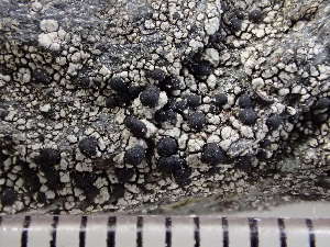  (Lecidella carpathica - O-L-235546)  @11 [ ] by-nc (2022) Reidar Haugan University of Oslo, Natural History Museum