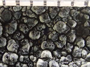  (Schaereria fuscocinerea - O-L-235589)  @11 [ ] by-nc (2022) Reidar Haugan University of Oslo, Natural History Museum