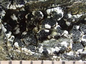  ( - O-L-235600)  @11 [ ] by-nc (2022) Reidar Haugan University of Oslo, Natural History Museum
