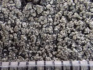  (Aspicilia insolata - O-L-235634)  @11 [ ] by-nc (2022) Reidar Haugan University of Oslo, Natural History Museum