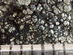  ( - O-L-235650)  @11 [ ] by-nc (2022) Reidar Haugan University of Oslo, Natural History Museum