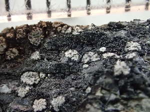  ( - O-L-235651)  @11 [ ] by-nc (2022) Reidar Haugan University of Oslo, Natural History Museum