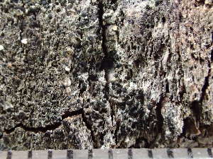  ( - O-L-235664)  @11 [ ] by-nc (2022) Reidar Haugan University of Oslo, Natural History Museum