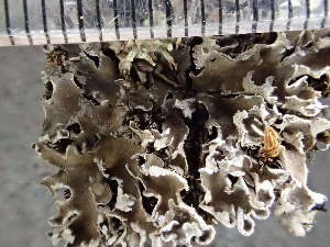  (Peltigera wulingensis - O-L-235695)  @11 [ ] by-nc (2022) Reidar Haugan University of Oslo, Natural History Museum