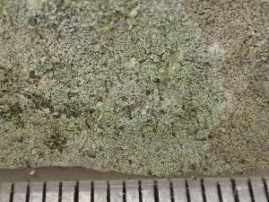  (Microcalicium arenarium - O-L-235704)  @11 [ ] by-nc (2022) Reidar Haugan University of Oslo, Natural History Museum