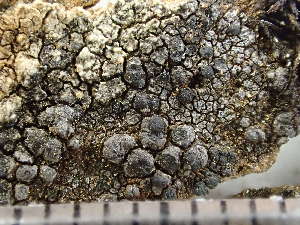  (Miriquidica instrata - O-L-235747)  @11 [ ] by-nc (2022) Reidar Haugan University of Oslo, Natural History Museum