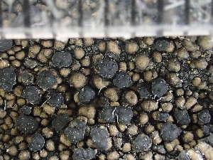  ( - O-L-235756)  @11 [ ] by-nc (2022) Reidar Haugan University of Oslo, Natural History Museum