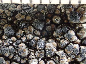  ( - O-L-235757)  @11 [ ] by-nc (2022) Reidar Haugan University of Oslo, Natural History Museum