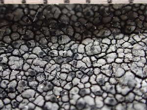  (Schaereria sp - O-L-235759)  @11 [ ] by-nc (2022) Reidar Haugan University of Oslo, Natural History Museum