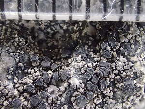  ( - O-L-235770)  @11 [ ] by-nc (2022) Reidar Haugan University of Oslo, Natural History Museum