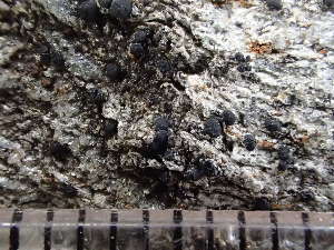  (Lecidella stigmatea - O-L-235781)  @11 [ ] by-nc (2022) Reidar Haugan University of Oslo, Natural History Museum