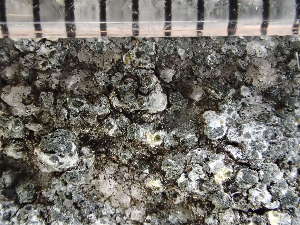  ( - O-L-235788)  @11 [ ] by-nc (2022) Reidar Haugan University of Oslo, Natural History Museum