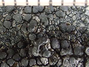  ( - O-L-235834)  @11 [ ] by-nc (2022) Reidar Haugan University of Oslo, Natural History Museum