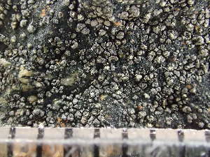  (Miriquidica atrofulva - O-L-235841)  @11 [ ] by-nc (2022) Reidar Haugan University of Oslo, Natural History Museum