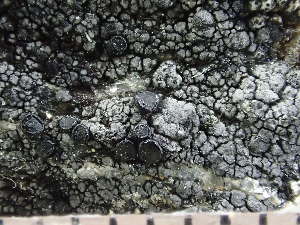  ( - O-L-235872)  @11 [ ] by-nc (2022) Reidar Haugan University of Oslo, Natural History Museum