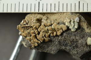  ( - O-L-238913)  @11 [ ] by-nc (2023) Einar Timdal University of Oslo, Natural History Museum
