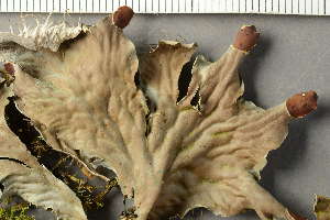  ( - O-L-238943)  @11 [ ] by-nc (2023) Einar Timdal University of Oslo, Natural History Museum