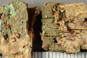  ( - O-L-238945)  @11 [ ] by-nc (2023) Einar Timdal University of Oslo, Natural History Museum